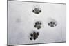 Domestic Cat, footprints in snow covered garden, Bacton, Suffolk-Marcus Webb-Mounted Photographic Print