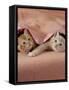 Domestic Cat, Ginger and Cream Kittens Under a Pink Blanket, Bedroom-Jane Burton-Framed Stretched Canvas