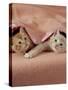 Domestic Cat, Ginger and Cream Kittens Under a Pink Blanket, Bedroom-Jane Burton-Stretched Canvas