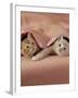 Domestic Cat, Ginger and Cream Kittens Under a Pink Blanket, Bedroom-Jane Burton-Framed Photographic Print