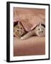 Domestic Cat, Ginger and Cream Kittens Under a Pink Blanket, Bedroom-Jane Burton-Framed Photographic Print