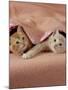 Domestic Cat, Ginger and Cream Kittens Under a Pink Blanket, Bedroom-Jane Burton-Mounted Photographic Print