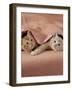 Domestic Cat, Ginger and Cream Kittens Under a Pink Blanket, Bedroom-Jane Burton-Framed Photographic Print