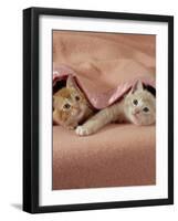 Domestic Cat, Ginger and Cream Kittens Under a Pink Blanket, Bedroom-Jane Burton-Framed Photographic Print