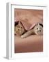 Domestic Cat, Ginger and Cream Kittens Under a Pink Blanket, Bedroom-Jane Burton-Framed Photographic Print