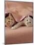 Domestic Cat, Ginger and Cream Kittens Under a Pink Blanket, Bedroom-Jane Burton-Mounted Photographic Print