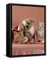 Domestic Cat, Ginger and Cream Kittens with Toy Puppy in a Pink Blanket, Bedroom-Jane Burton-Framed Stretched Canvas