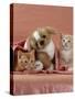 Domestic Cat, Ginger and Cream Kittens with Toy Puppy in a Pink Blanket, Bedroom-Jane Burton-Stretched Canvas