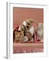 Domestic Cat, Ginger and Cream Kittens with Toy Puppy in a Pink Blanket, Bedroom-Jane Burton-Framed Photographic Print