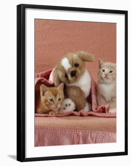 Domestic Cat, Ginger and Cream Kittens with Toy Puppy in a Pink Blanket, Bedroom-Jane Burton-Framed Photographic Print