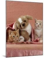 Domestic Cat, Ginger and Cream Kittens with Toy Puppy in a Pink Blanket, Bedroom-Jane Burton-Mounted Photographic Print