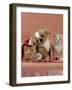 Domestic Cat, Ginger and Cream Kittens with Toy Puppy in a Pink Blanket, Bedroom-Jane Burton-Framed Photographic Print