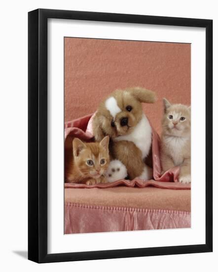 Domestic Cat, Ginger and Cream Kittens with Toy Puppy in a Pink Blanket, Bedroom-Jane Burton-Framed Photographic Print