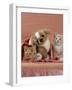 Domestic Cat, Ginger and Cream Kittens with Toy Puppy in a Pink Blanket, Bedroom-Jane Burton-Framed Photographic Print