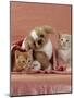 Domestic Cat, Ginger and Cream Kittens with Toy Puppy in a Pink Blanket, Bedroom-Jane Burton-Mounted Photographic Print