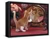 Domestic Cat, Ginger and White Kitten Looking at Reflection in Mirror-Jane Burton-Framed Stretched Canvas