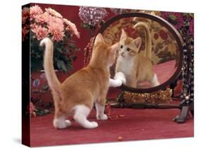 Domestic Cat, Ginger and White Kitten Looking at Reflection in Mirror-Jane Burton-Stretched Canvas