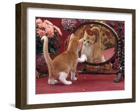 Domestic Cat, Ginger and White Kitten Looking at Reflection in Mirror-Jane Burton-Framed Photographic Print