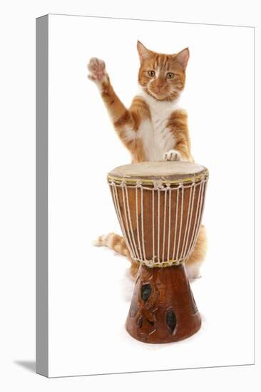 Domestic Cat, ginger and white tabby, adult, playing drum-Chris Brignell-Stretched Canvas