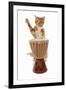 Domestic Cat, ginger and white tabby, adult, playing drum-Chris Brignell-Framed Photographic Print