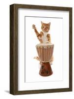 Domestic Cat, ginger and white tabby, adult, playing drum-Chris Brignell-Framed Photographic Print