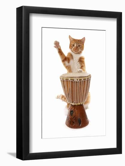 Domestic Cat, ginger and white tabby, adult, playing drum-Chris Brignell-Framed Photographic Print