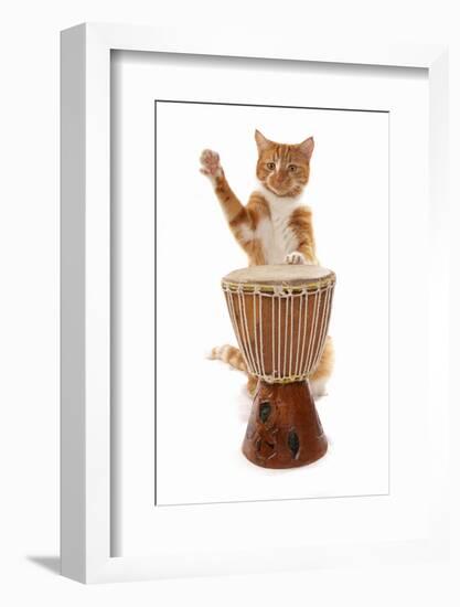 Domestic Cat, ginger and white tabby, adult, playing drum-Chris Brignell-Framed Photographic Print