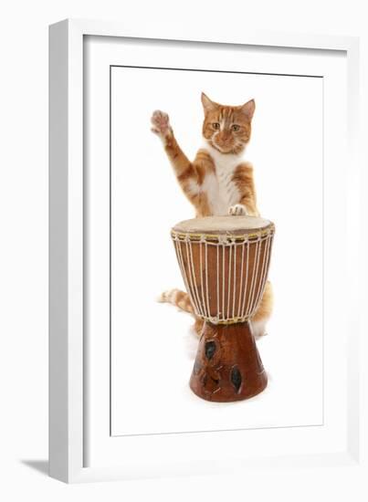 Domestic Cat, ginger and white tabby, adult, playing drum-Chris Brignell-Framed Photographic Print