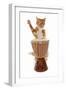 Domestic Cat, ginger and white tabby, adult, playing drum-Chris Brignell-Framed Photographic Print