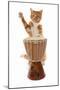 Domestic Cat, ginger and white tabby, adult, playing drum-Chris Brignell-Mounted Photographic Print