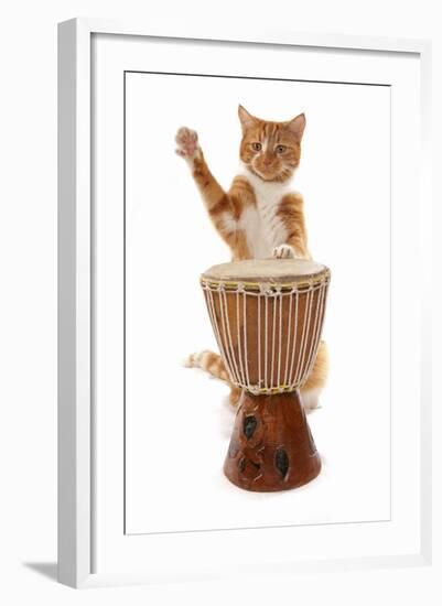 Domestic Cat, ginger and white tabby, adult, playing drum-Chris Brignell-Framed Photographic Print