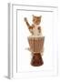 Domestic Cat, ginger and white tabby, adult, playing drum-Chris Brignell-Framed Photographic Print