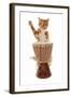 Domestic Cat, ginger and white tabby, adult, playing drum-Chris Brignell-Framed Photographic Print