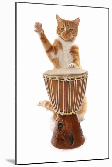 Domestic Cat, ginger and white tabby, adult, playing drum-Chris Brignell-Mounted Photographic Print