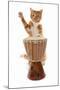 Domestic Cat, ginger and white tabby, adult, playing drum-Chris Brignell-Mounted Photographic Print