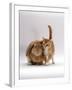 Domestic Cat, Ginger Female with Young Sandy Lop Eared Rabbit, Colour Coordinated-Jane Burton-Framed Photographic Print