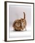 Domestic Cat, Ginger Female with Young Sandy Lop Eared Rabbit, Colour Coordinated-Jane Burton-Framed Photographic Print