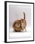 Domestic Cat, Ginger Female with Young Sandy Lop Eared Rabbit, Colour Coordinated-Jane Burton-Framed Photographic Print