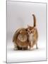 Domestic Cat, Ginger Female with Young Sandy Lop Eared Rabbit, Colour Coordinated-Jane Burton-Mounted Photographic Print