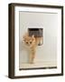 Domestic Cat, Ginger Kitten Coming Through Catflap-Jane Burton-Framed Photographic Print