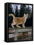 Domestic Cat, Ginger Kitten on Fence-Jane Burton-Framed Stretched Canvas
