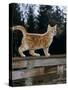 Domestic Cat, Ginger Kitten on Fence-Jane Burton-Stretched Canvas