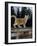 Domestic Cat, Ginger Kitten on Fence-Jane Burton-Framed Photographic Print