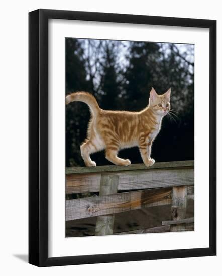 Domestic Cat, Ginger Kitten on Fence-Jane Burton-Framed Photographic Print