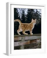 Domestic Cat, Ginger Kitten on Fence-Jane Burton-Framed Photographic Print