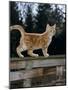 Domestic Cat, Ginger Kitten on Fence-Jane Burton-Mounted Photographic Print