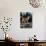 Domestic Cat, Ginger Kitten on Fence-Jane Burton-Photographic Print displayed on a wall