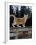 Domestic Cat, Ginger Kitten on Fence-Jane Burton-Framed Photographic Print