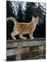 Domestic Cat, Ginger Kitten on Fence-Jane Burton-Mounted Photographic Print