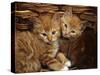 Domestic Cat, Ginger Male Kittens Sitting in a Wicker Basket-Jane Burton-Stretched Canvas